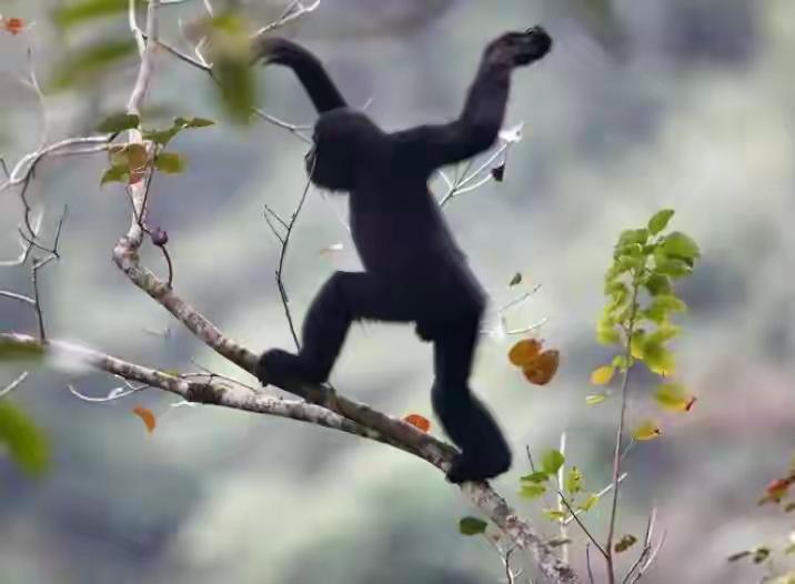 东黑冠长臂猿死而复生|种群从19飙升至39|中越携手守护奇迹灭绝物