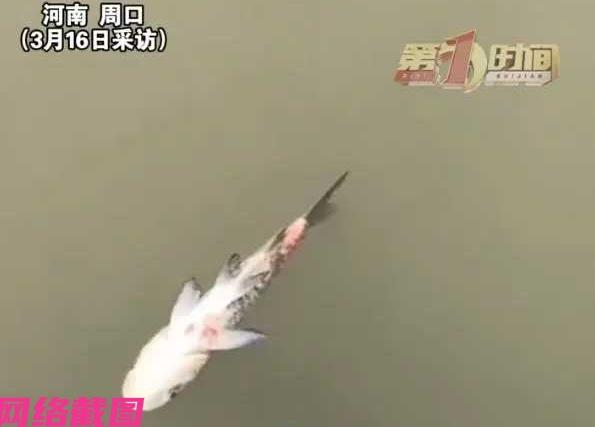 河南周口有女子坐船到河里游玩，看到了一条被船桨打伤的鱼在自己眼前，女子犹豫片刻没