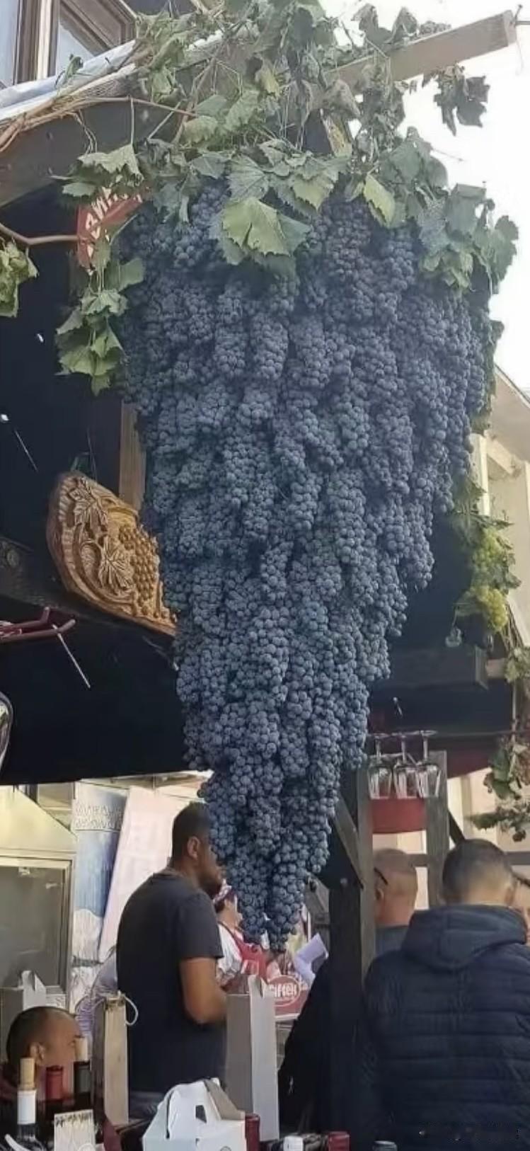 外国人难道都好面子都很自律吗？这么诱人的葡萄竟然没有一个人摘着吃，到底是人有问题