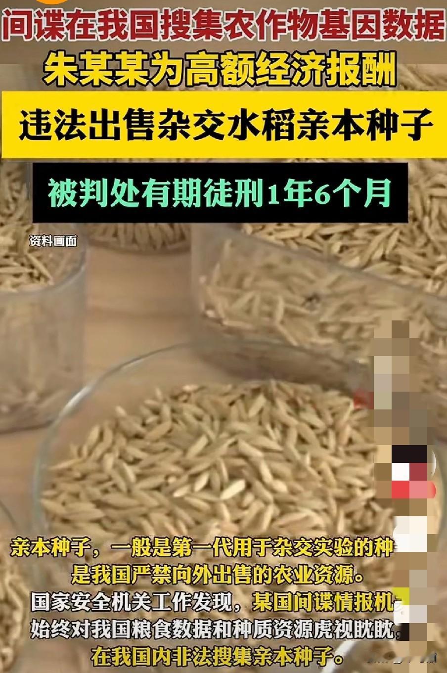 国之根本算得上粮食种子了吧，特别是第一代“亲本种子”，国家严禁带出国外，可没想到