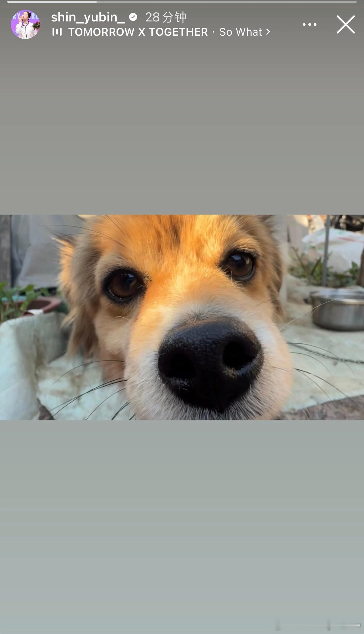 申裕斌今天和小狗玩🐕