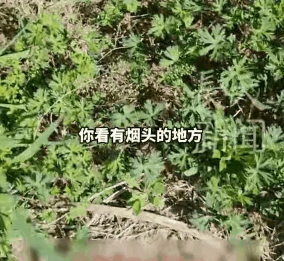 江苏，一男子抽烟后，长期把烟头丢在同一片草地上，这天他又在老地方抽烟时，竟突然发