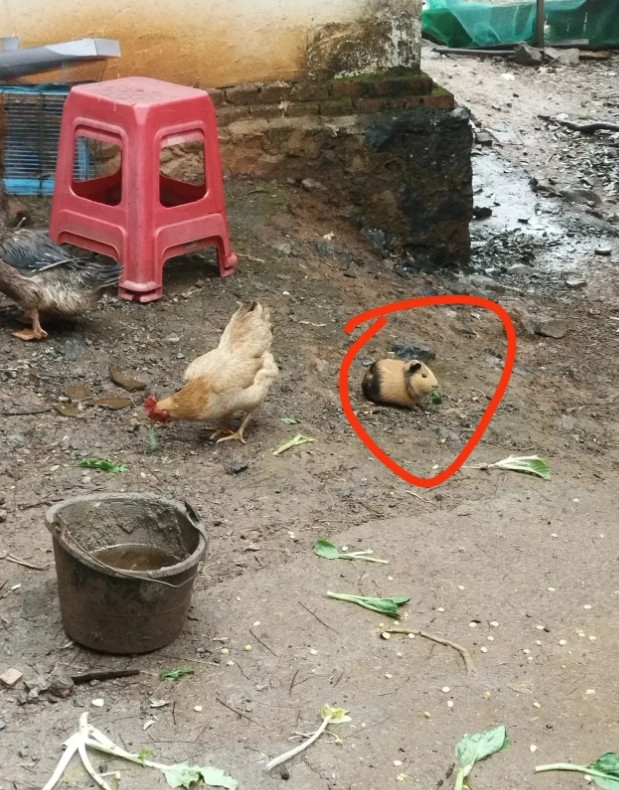 湖南，一名女子最近发现自己喂鸡的食物总是无缘无故少一些，这让她感到非常奇怪。一天