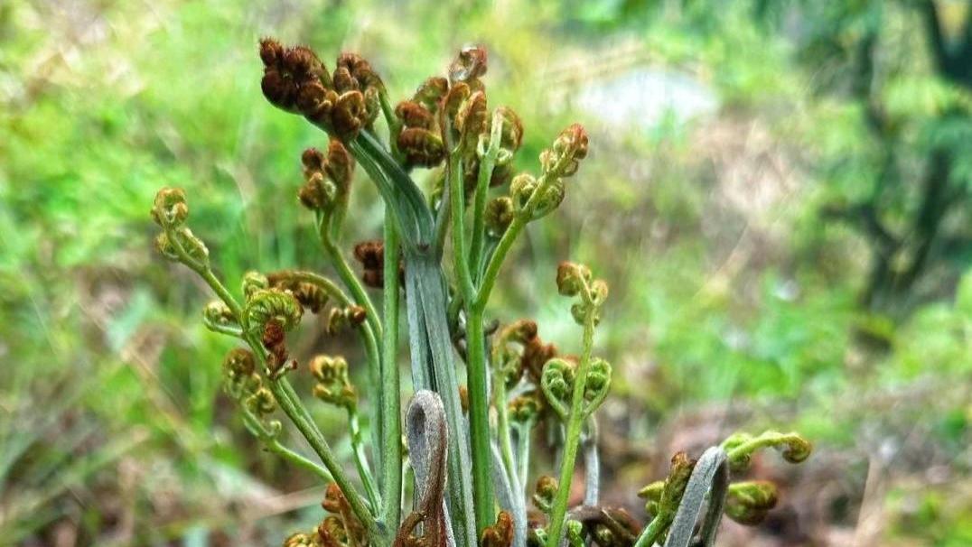 春天在田野间遇见这6种野菜, 别忘记带袋子