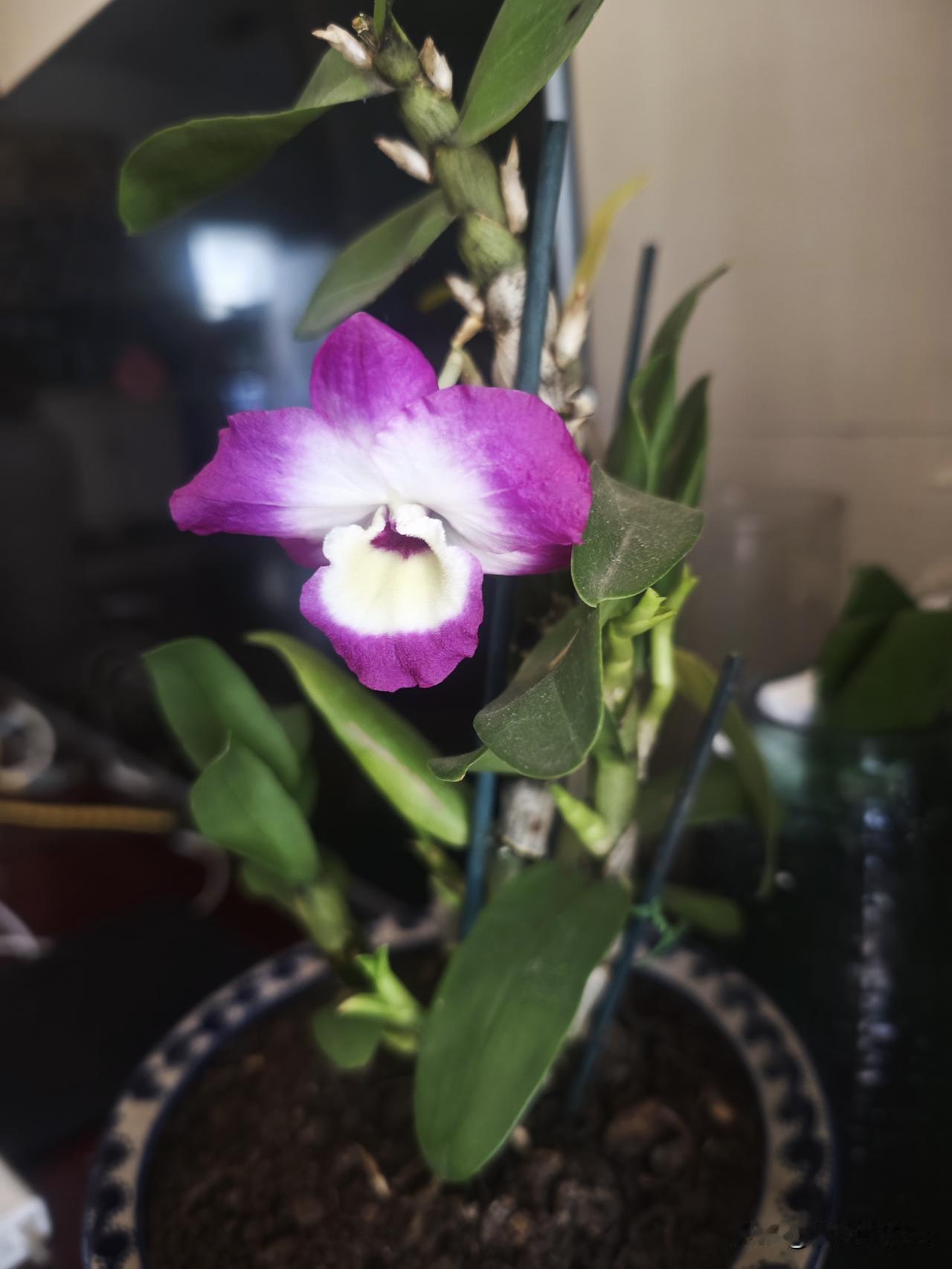 捡了一个植物回来，以前没见过，就把它养在花盆里。没想到一养就是一年，也没它长。