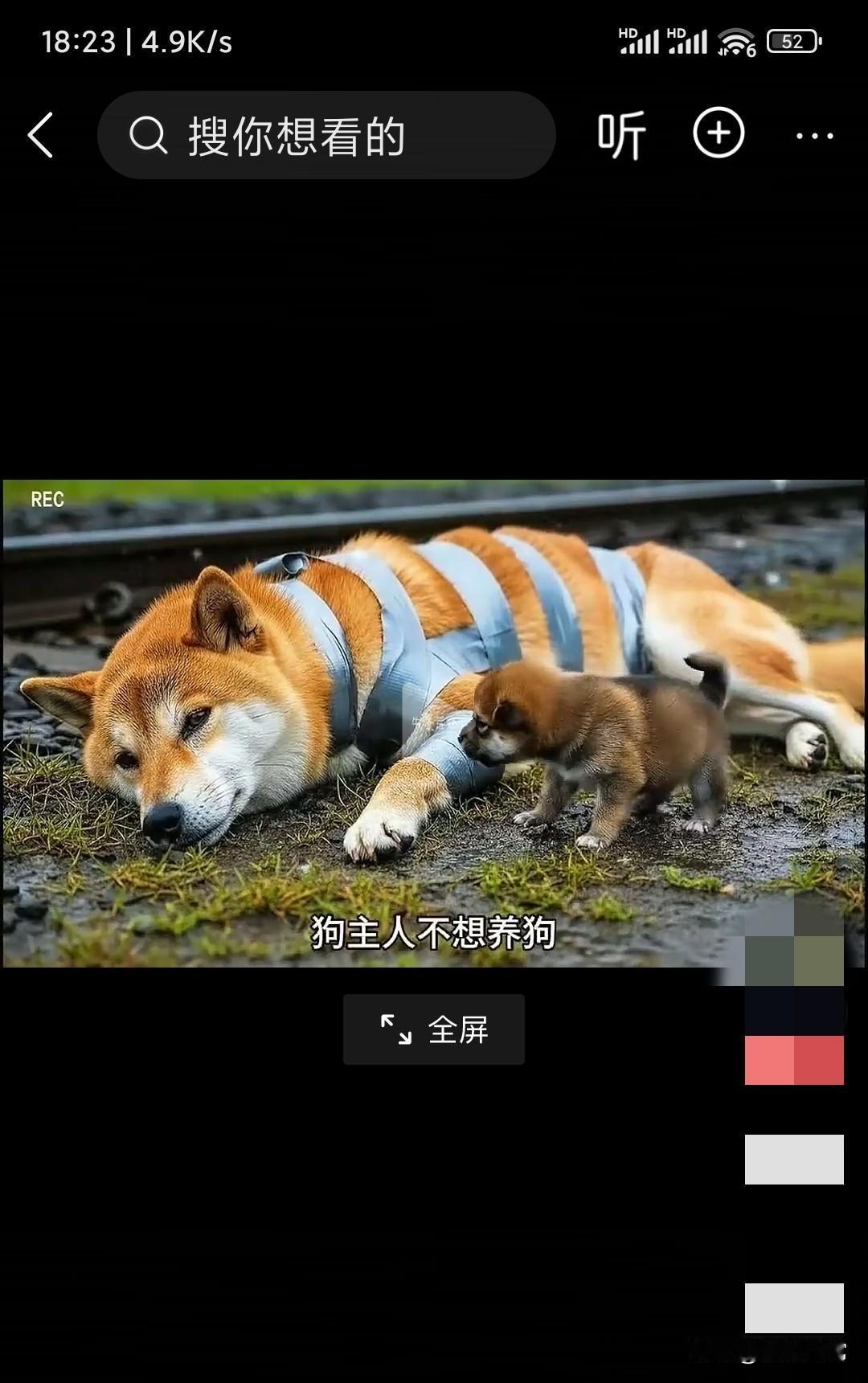 这个狗主人，心太狠了，怎么下得了这么狠的毒手？不想养了，用胶带将狗妈全身捆绑起来