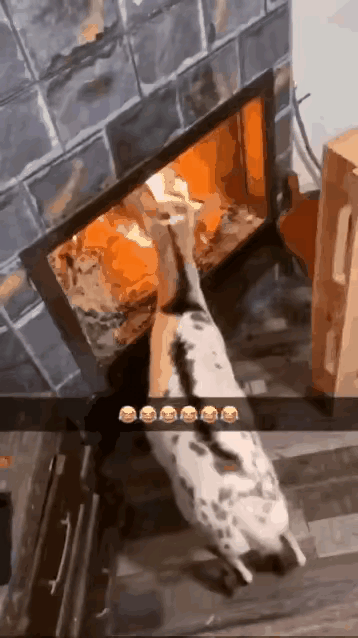 一心求死的羊主人拦都拦不住啊！[捂脸哭]