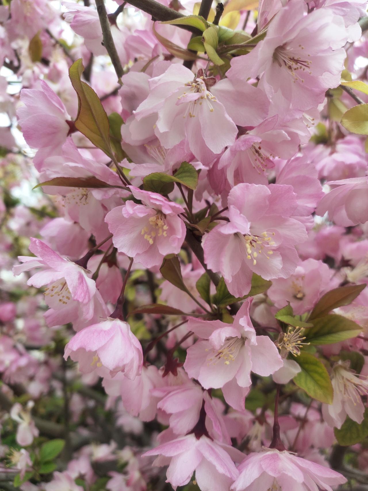 春日盛景春日融融，花开满枝，春意盎然，美不胜收！🌸🌸🌸