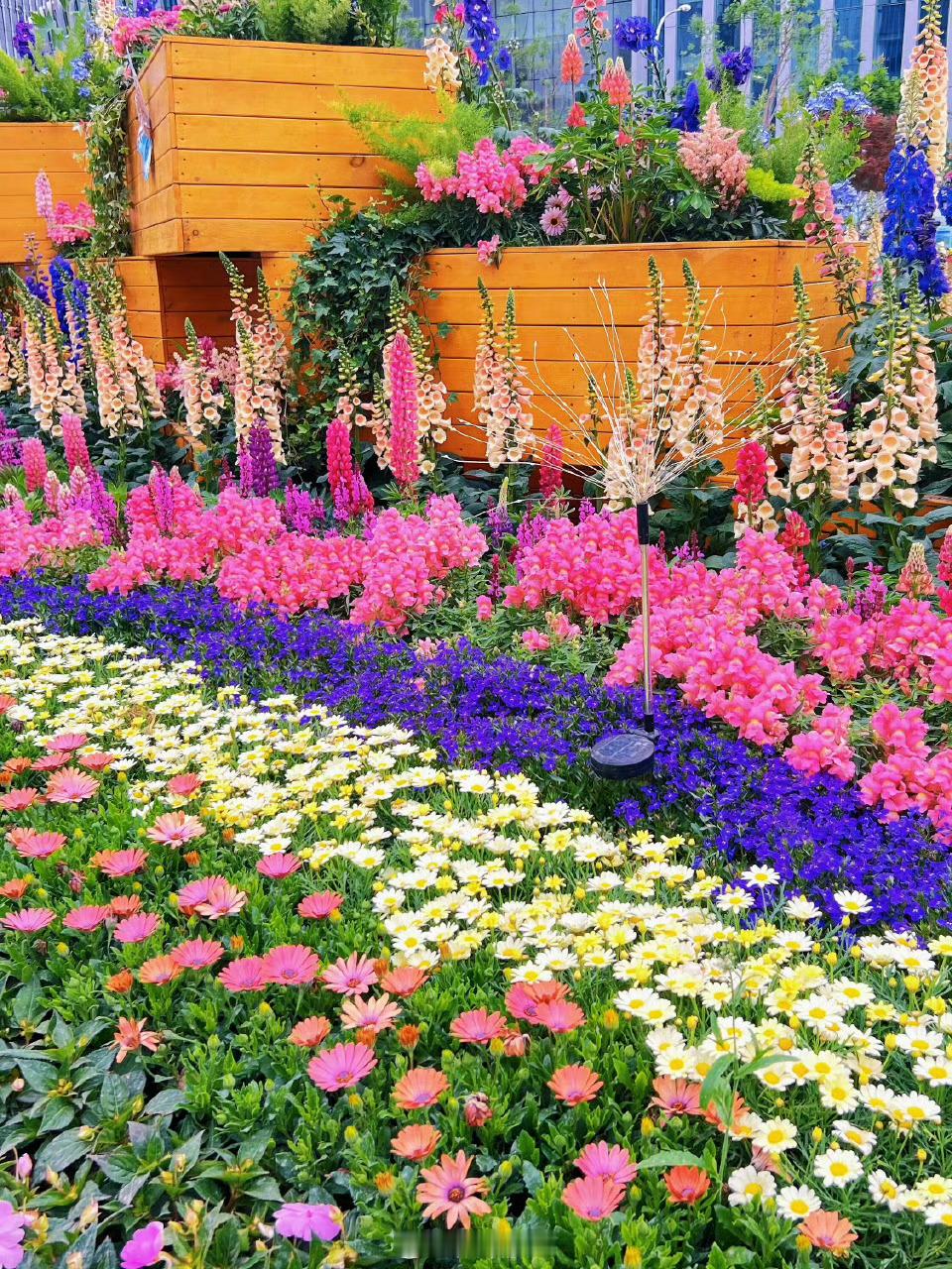 花展最全打卡指南来了北京花境一步一景太美了北京花展正当时！郁金香铺成彩色地毯，