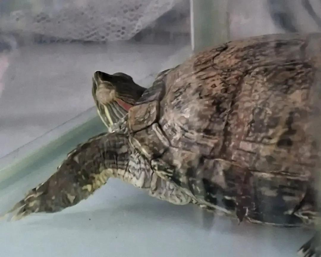 我刷到一条帖子差点笑喷。一位大姐说她家乌龟从2006年养到现在，壳径还是十厘米