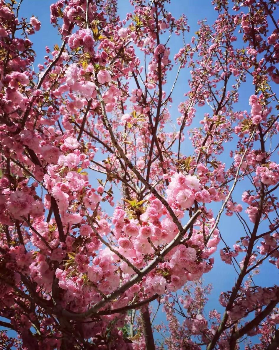 有一对夫妇，想在过年时候给双方父母的钱，一家2000元。但是年终一算账，一年收入