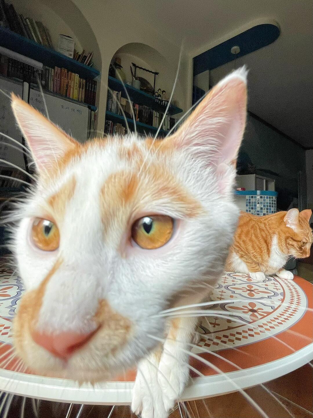 人好，猫第一次自拍能给个赞赞吗？