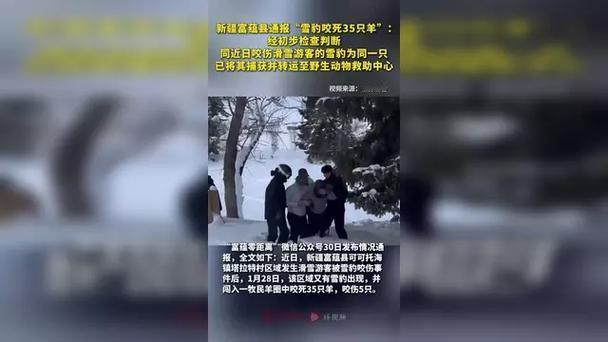 2026年1月，新疆富蕴县可可托海镇接连发生雪豹伤人伤畜事件。继1月23日一名滑
