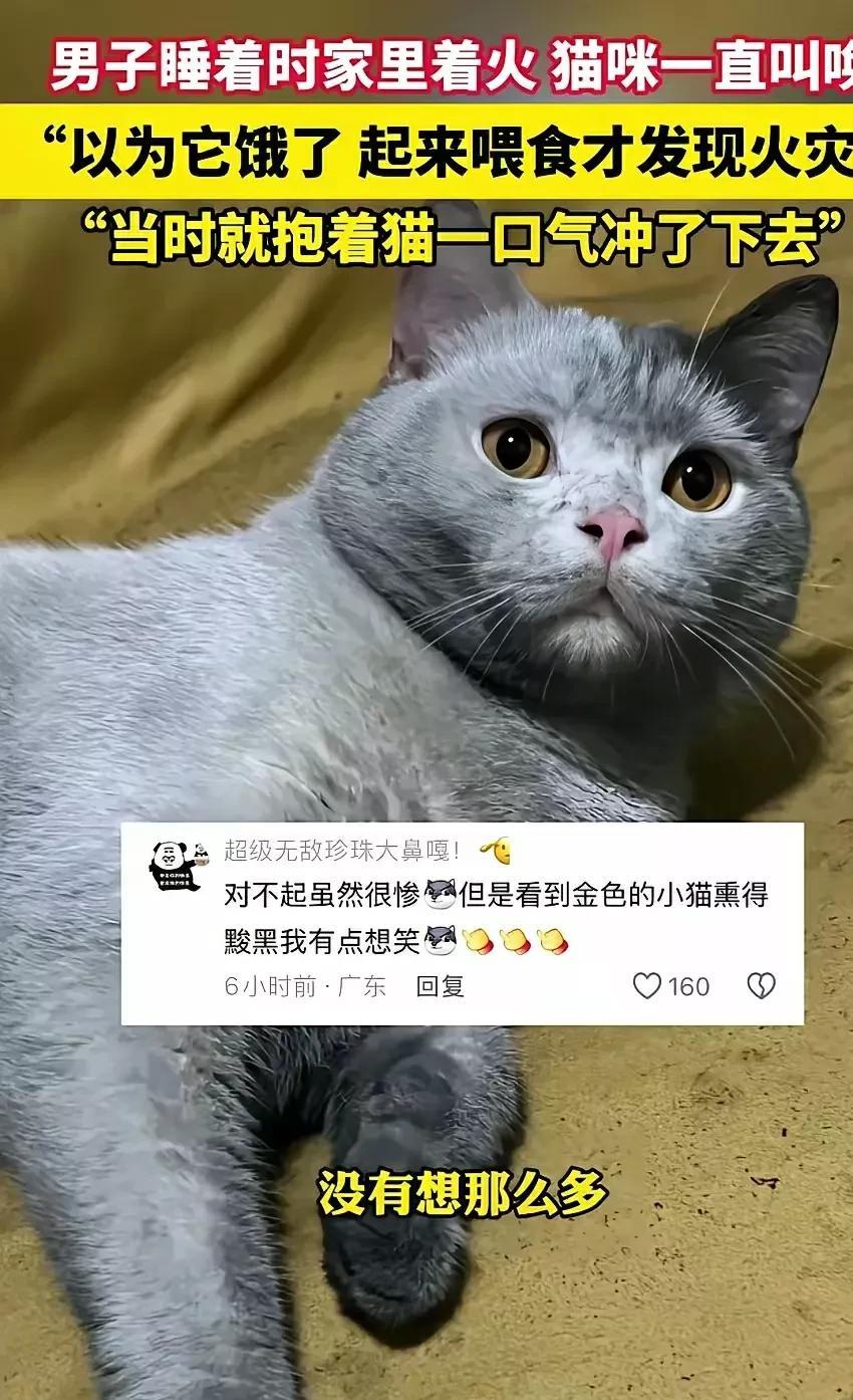 男子收养了一只流浪猫，半夜男子睡得正香，猫咪在男子头边不停的叫，还用爪子扒拉男子