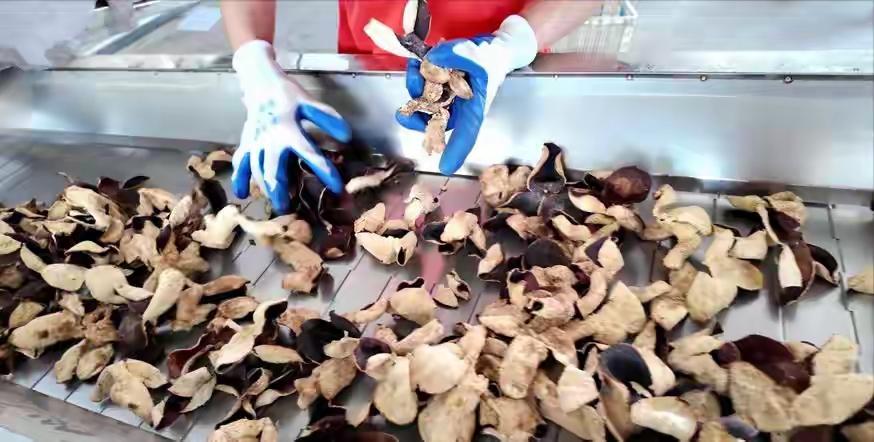 12月14日，央视曝光横跨广西浦北与广东新会的陈皮造假黑色产业链。造假者用高温高