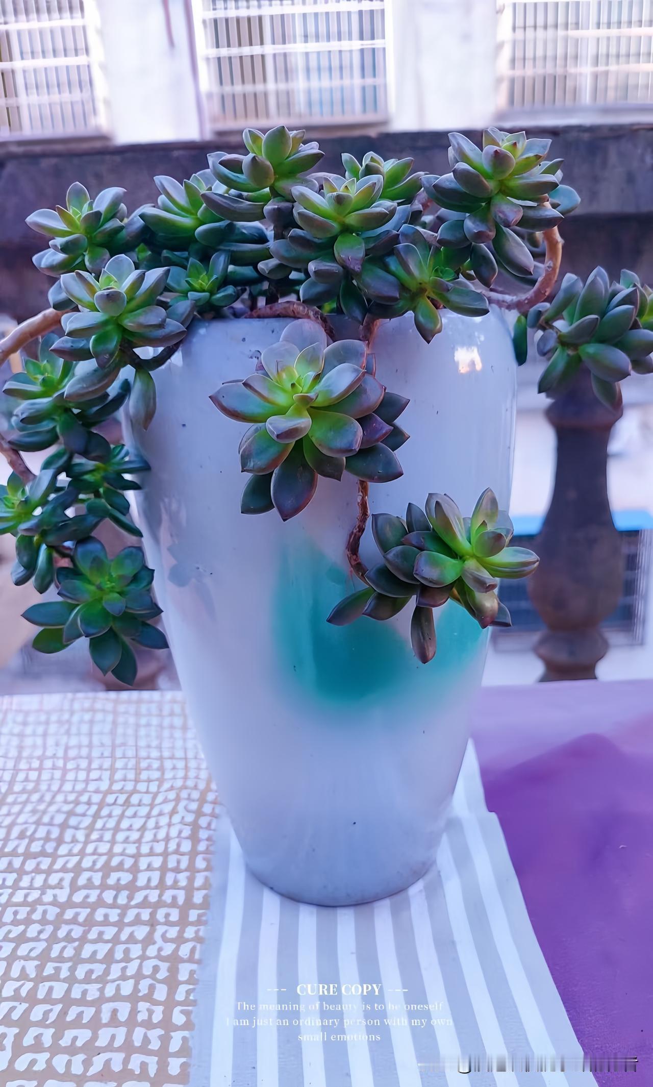 前几天蹲在阳台，把这盆多肉从挤挤的旧塑料盆里扒出来，根须缠得乱蓬蓬，抖落点浮土就