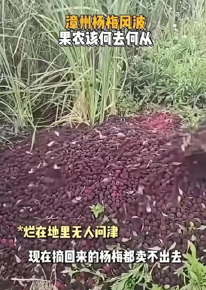 药水杨梅这件事，真正的问题不是"有坏人"，而是一套让做坏事比做好事更合算的系统，
