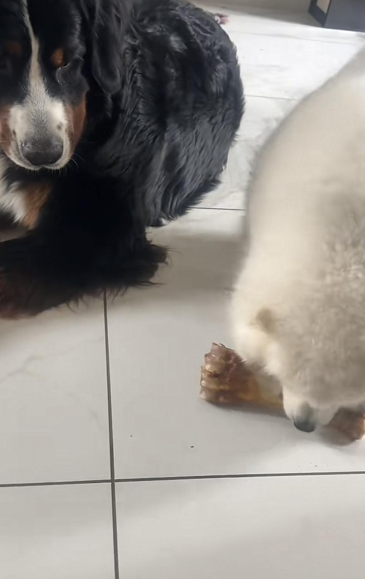 烟台莱山，身家5万的伯恩山犬啾啾胆子肥了！居然敢抢老大淘淘的大牛骨，整个作案过程