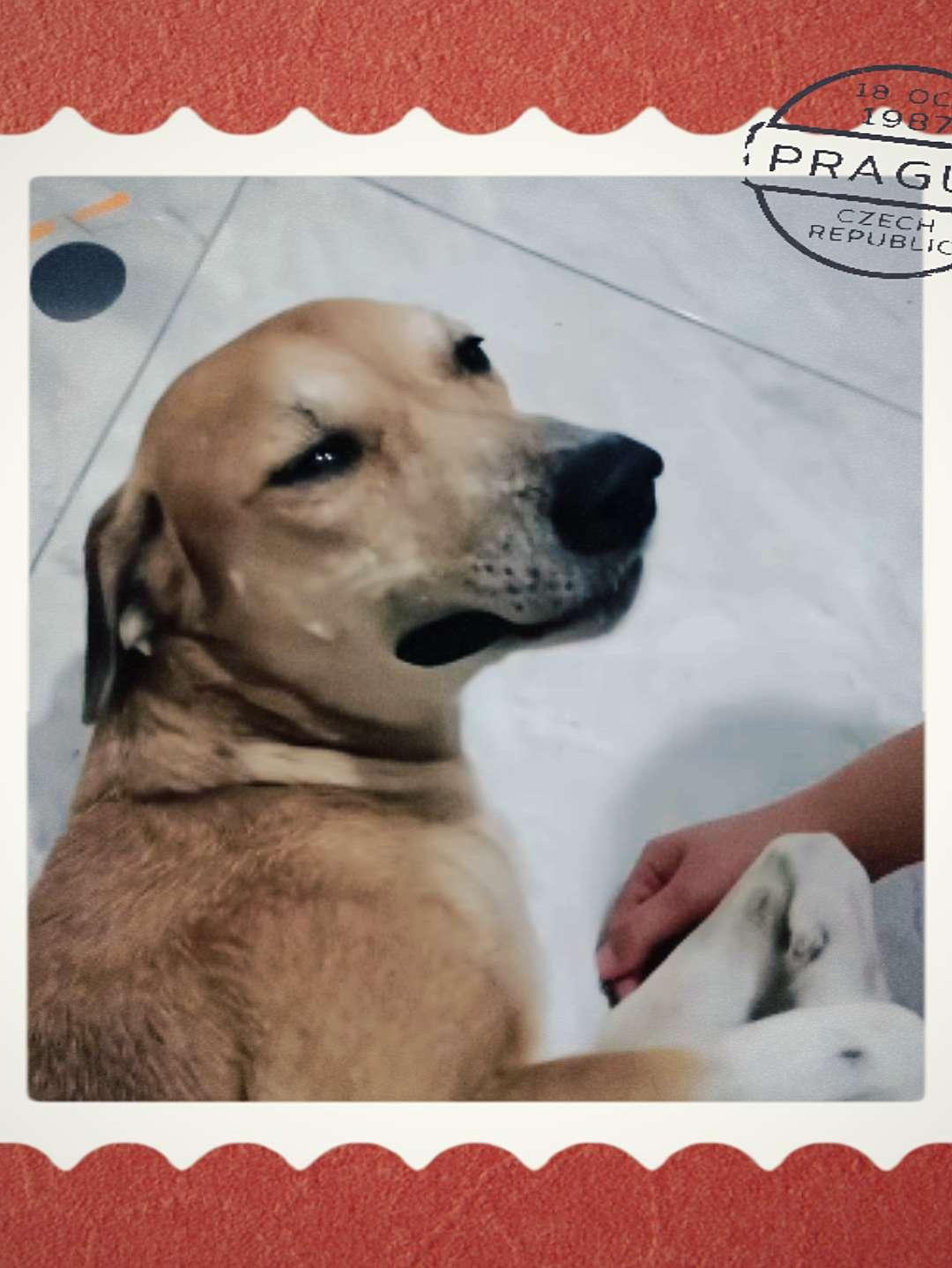 失去了孩子的狗妈妈家有宠物