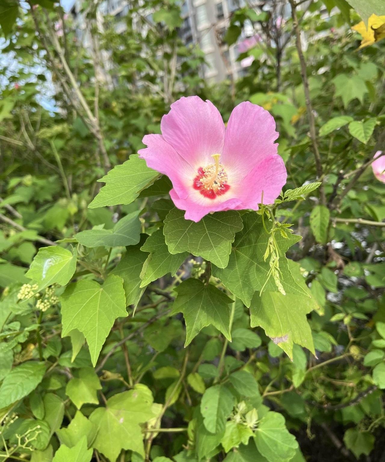 一年时间，肺结节没走，甲状腺结节又来报到，你说这找谁说理去？昨天下午去医院拿体