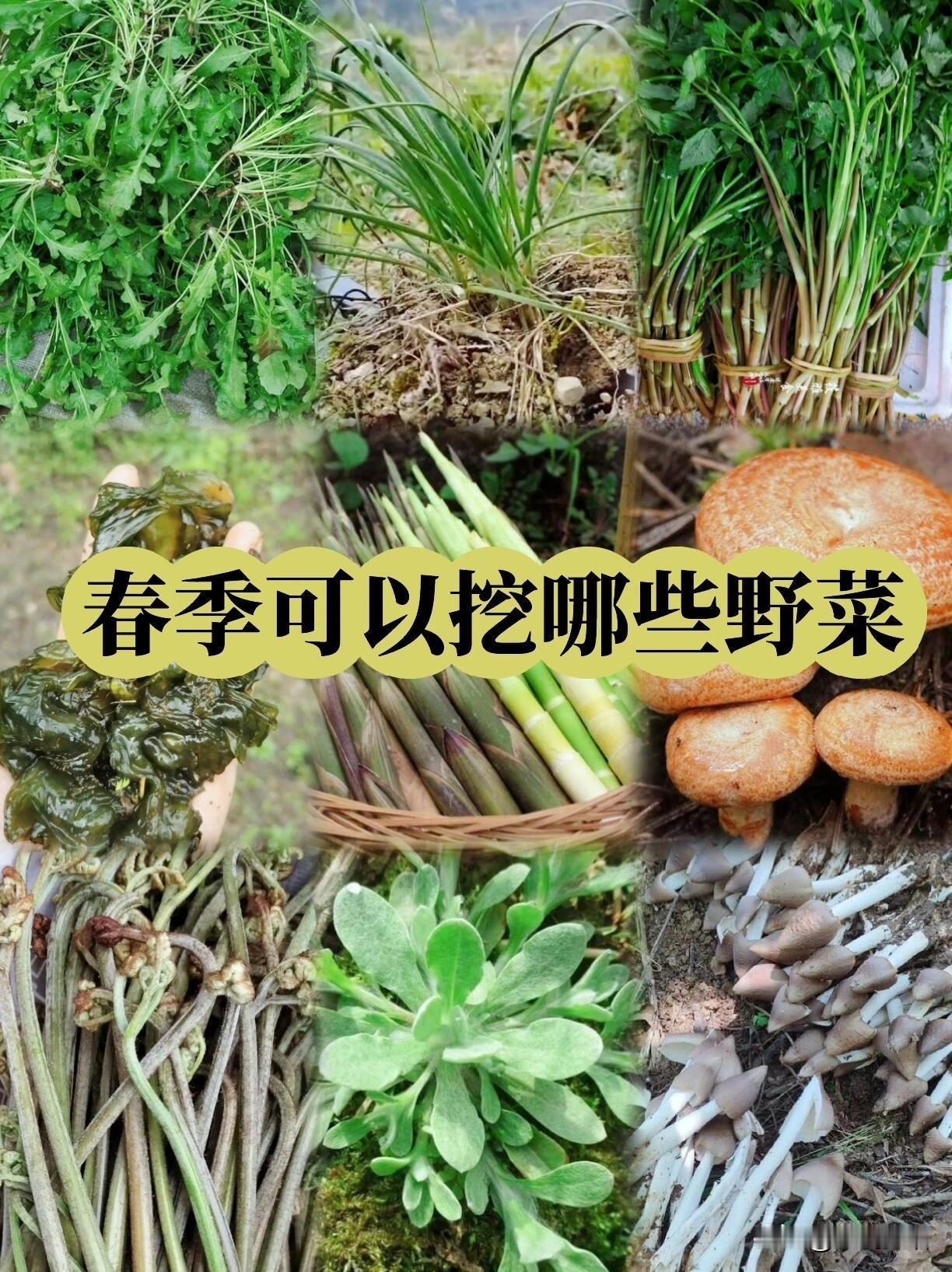 春天一到，挖野菜的DNA直接动了！谁懂啊，拎着小铲子挎着篮子往郊外跑，挖的不是