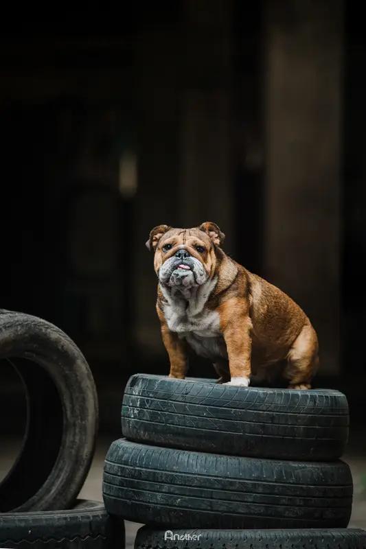 百斤恶犬咬断父亲腿！主人判安乐死引全网炸锅：杀狗还是救人？太揪心了！父亲