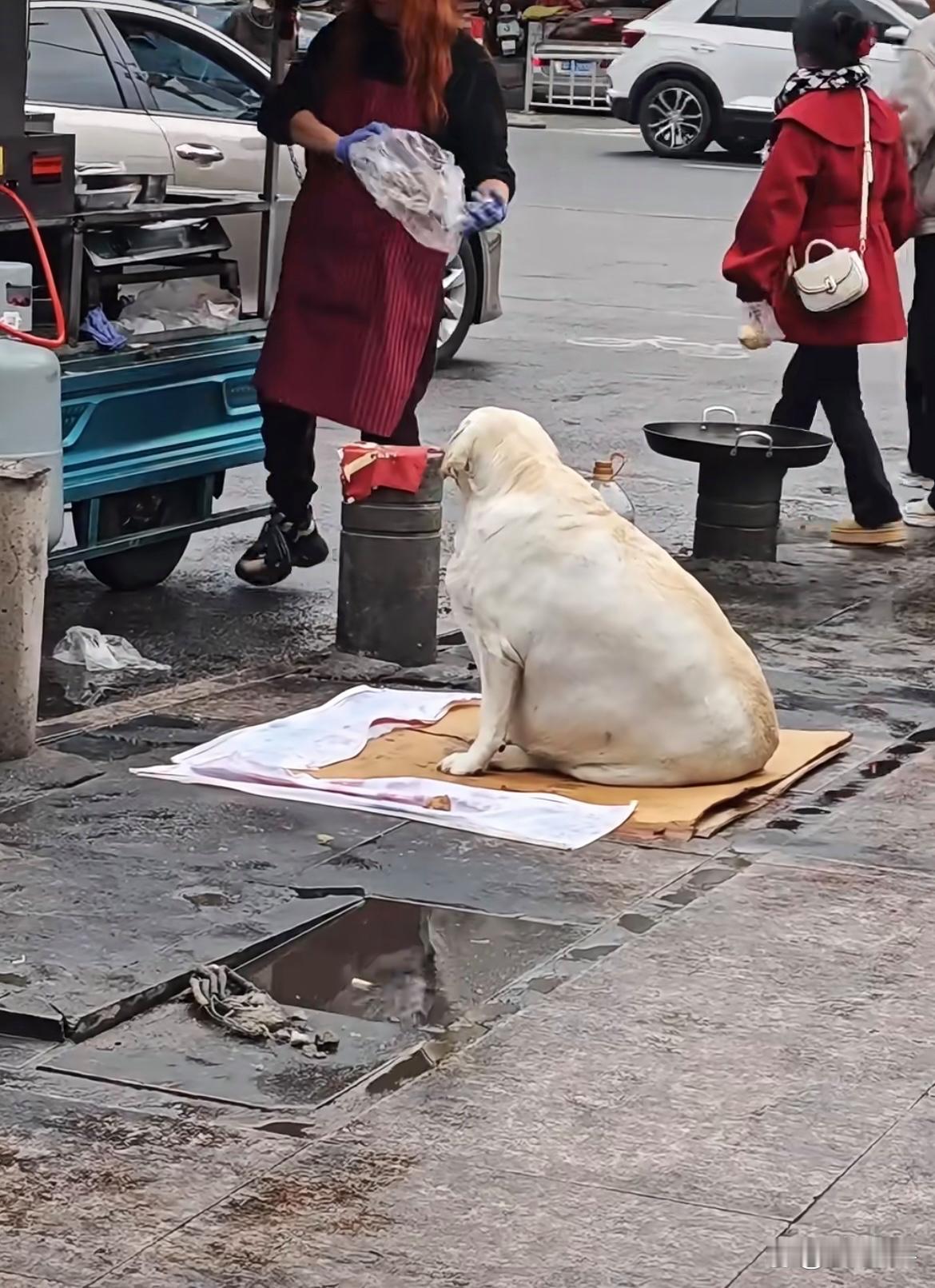 到底是猪还是狗，胖的都挪不动了