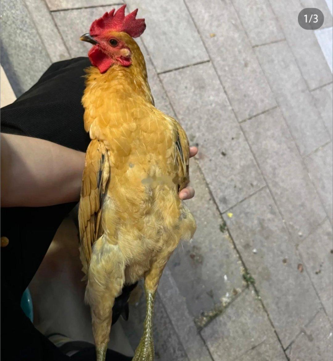 打死别碰的10类亏钱生意，新手避雷1. 养鸡：疫病高发，风险大，极易血本无归2.