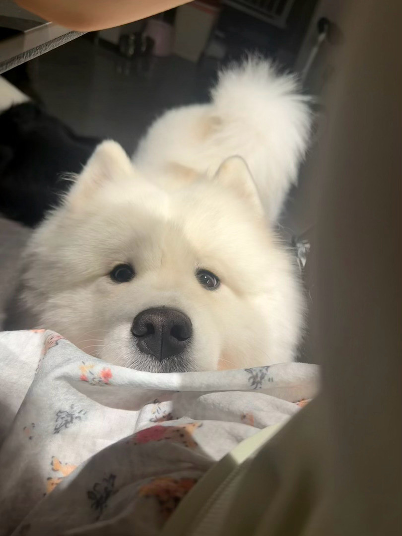 我吃面包：