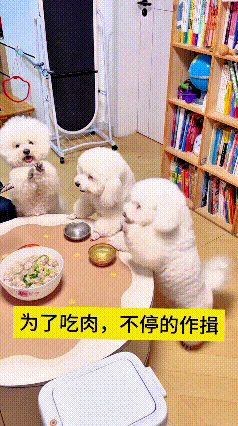 咱家这几只小泰迪，为了口吃肉那是真不要面子啊！一个小家伙叭叭不停作揖，速度贼快
