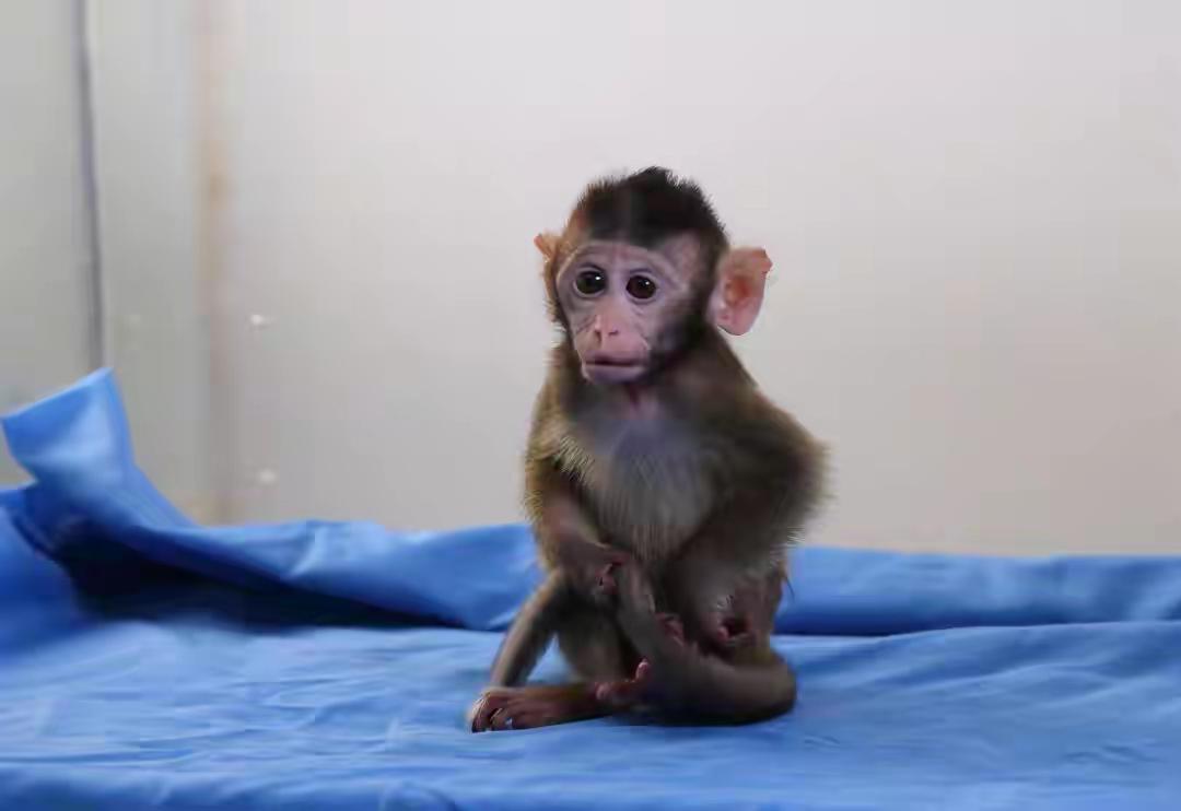 一猴难求，猴子买都买不到了，今年的实验猴供不应求，每只从前8万一只己经涨到13万