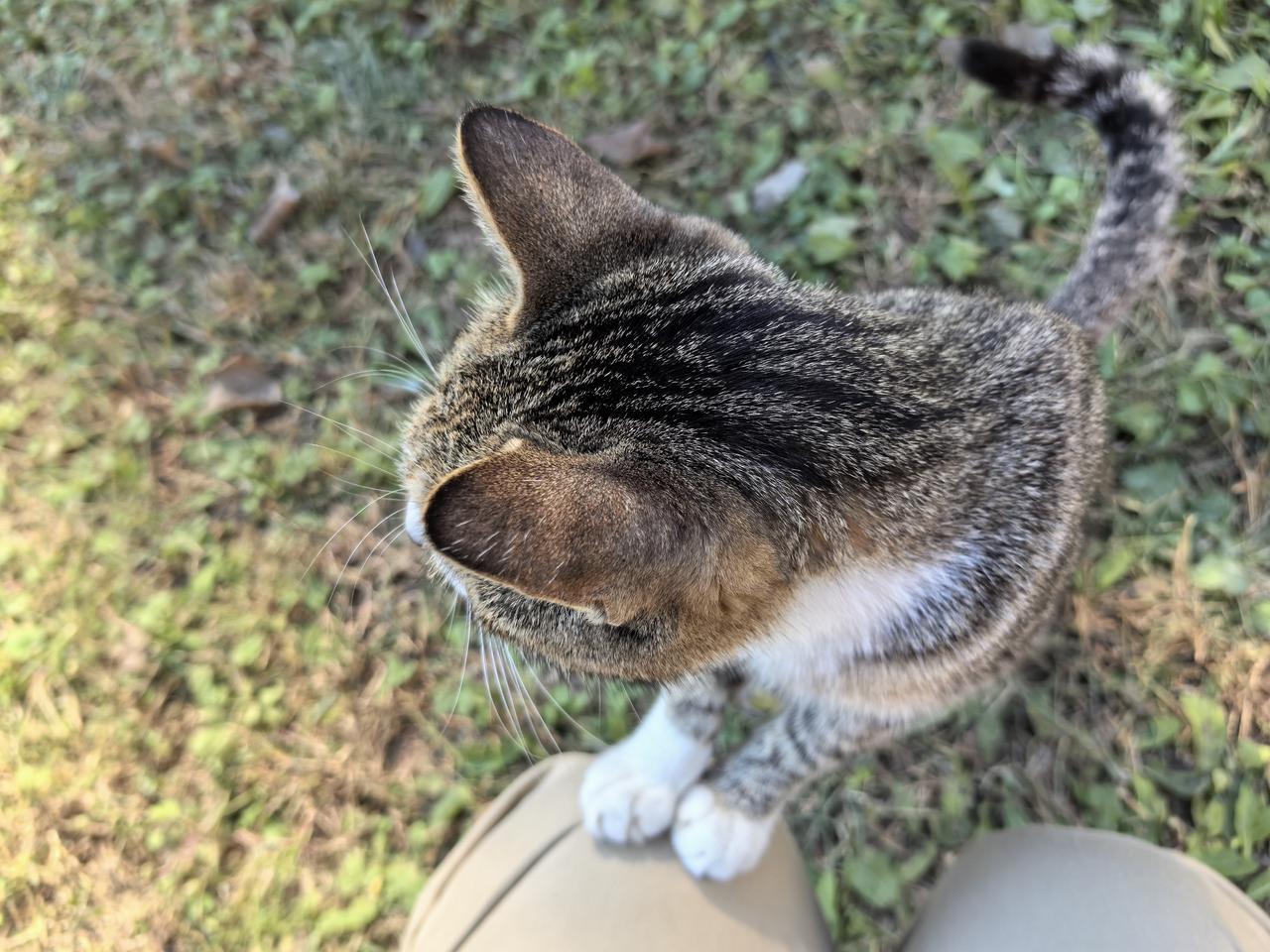 今天公园遛弯，看见了一只猫妈妈和她的两个娃，当我俯身看着小猫咪时，猫妈妈冲了过来