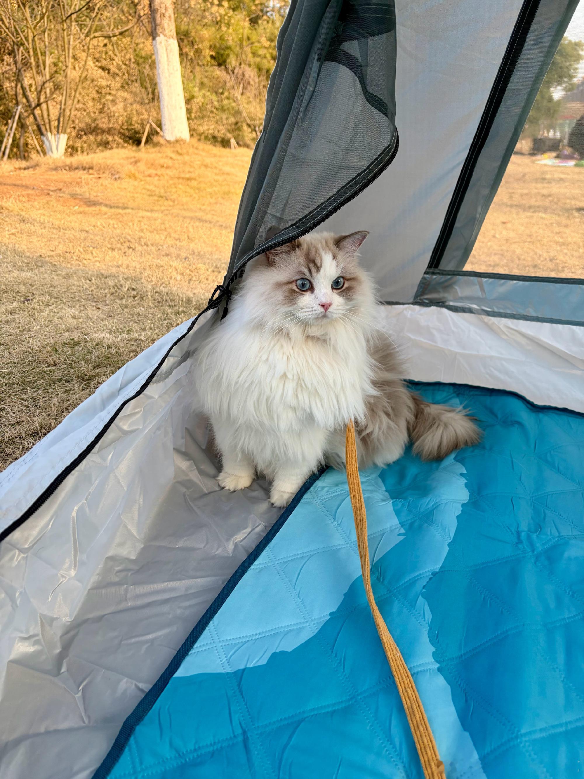 今天带我家猫娃娃出门遛弯，它可太享受了！在帐篷里趴着晒太阳，小脑袋探出...