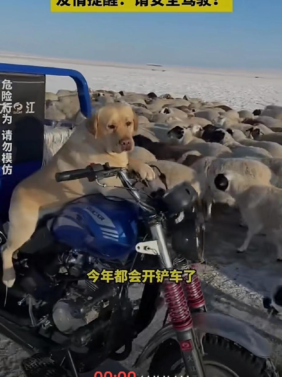狗子骑三轮车帮主人放羊，去年就会了，主人养的这只狗子是真聪明，不但看家护院主人还