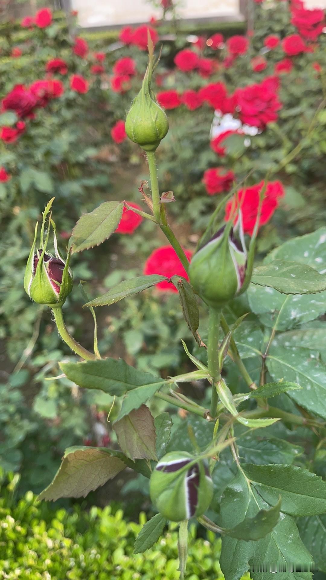 早餐一片面包，一个鸡蛋，一块奶油，一碗牛奶！把厚切奶油面包在中间片开，放入一个