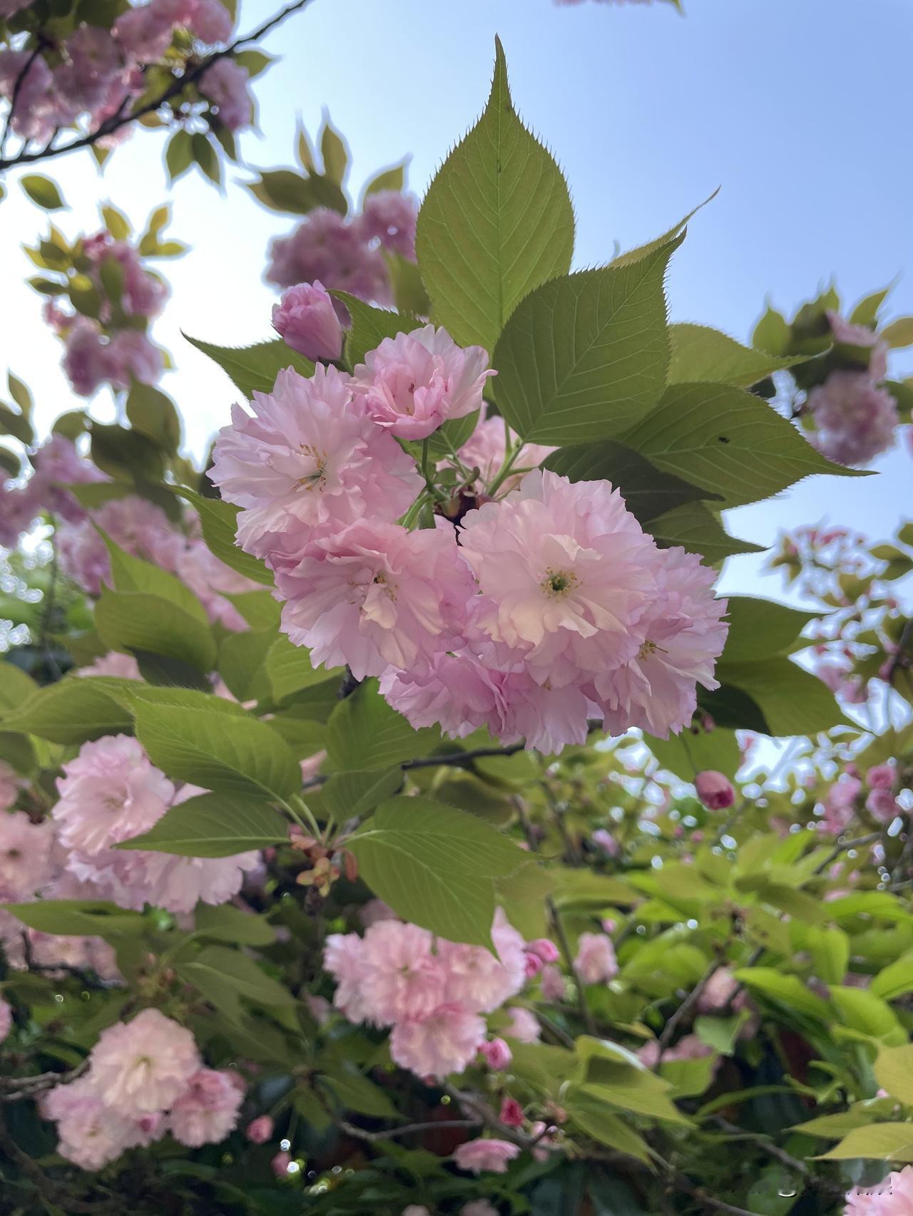 春天的樱花，简直是大自然给人间的绝美馈赠！就说大连，有好几处赏樱宝地。劳动公园