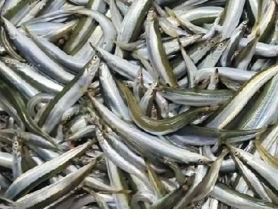 看看今天青岛海鲜市场上的海鲜价格又是如何呢。大鲅鱼25元一斤；琵琶虾公母混合