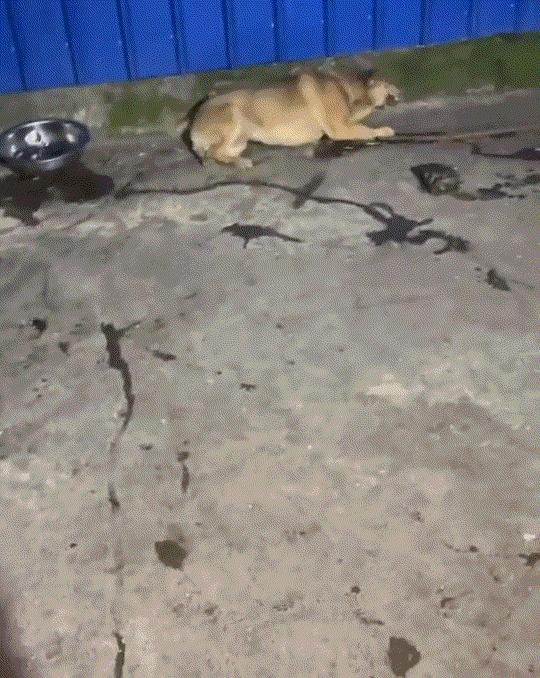 万万没有想到，一狗主人喝酒时，竟带着自家狗子一起喝酒，不料狗子不但喝了酒，而且还