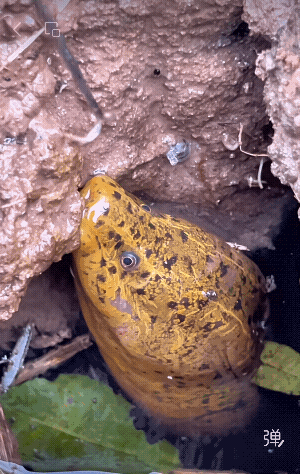 钓鳝高手，没饵也能钓上来，连个小蚯蚓都不给，也太抠了！[捂脸哭]