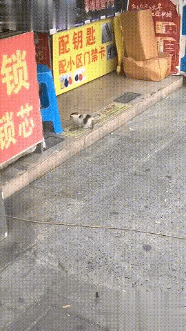 一只流浪的小奶猫正在挨家挨户推销自己，希望有好心人可以收留自己。凭着契而不舍的精