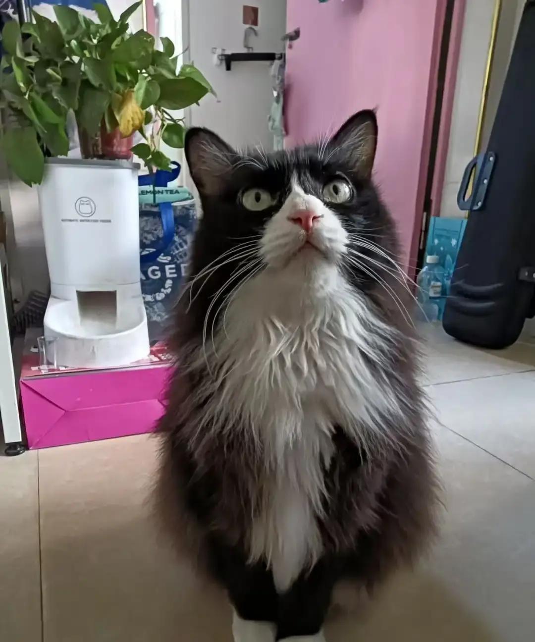 闺蜜把那只肥猫送来时，我脸都绿了。十五斤的英短，屁股一扭就把猫砂刨得满地，第一