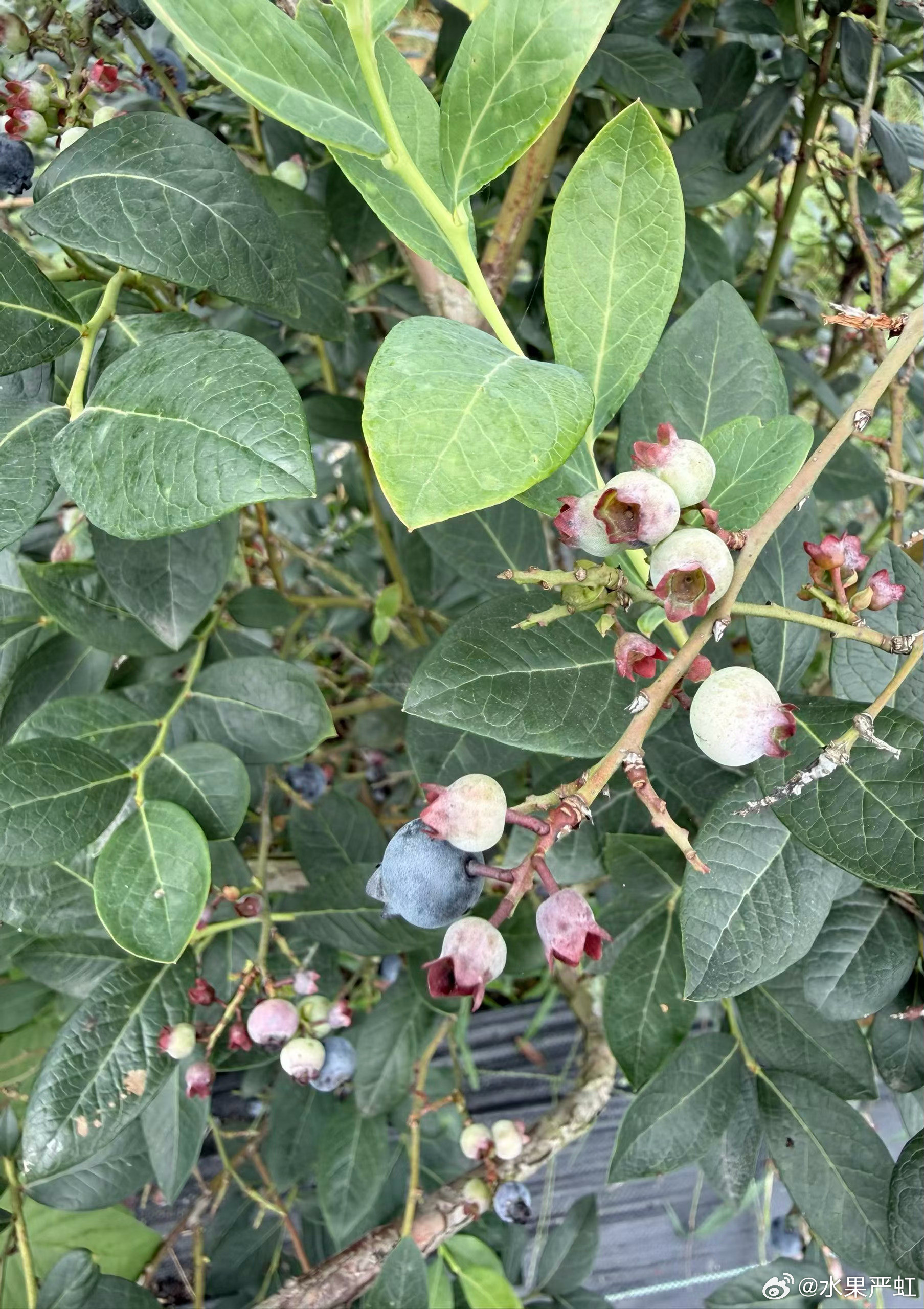 第一次摘蓝莓🫐武汉