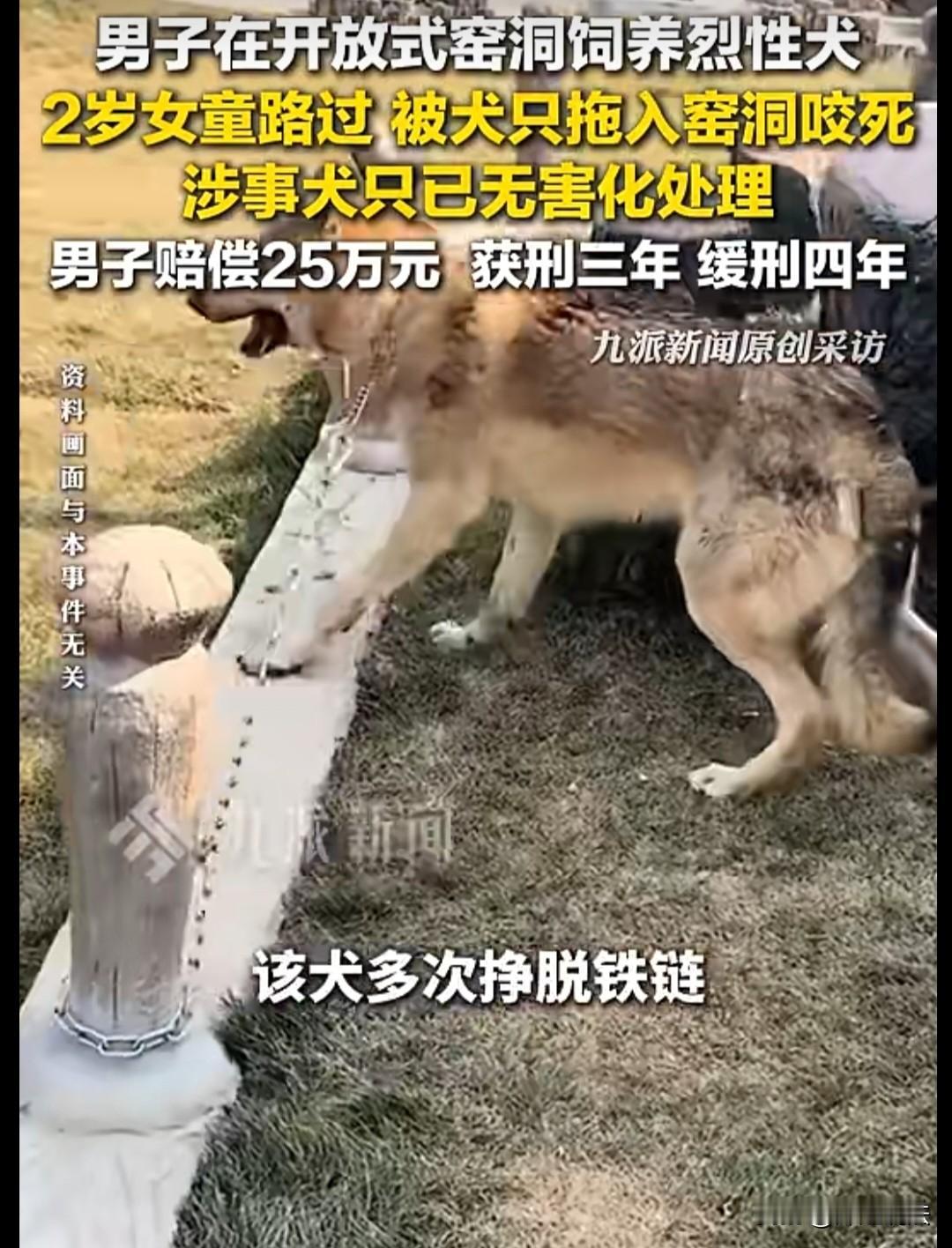 太让人心痛！河南汝州，一男子养了一只捷克狼犬，这狗很凶猛，经常挣脱锁链乱跑，但男