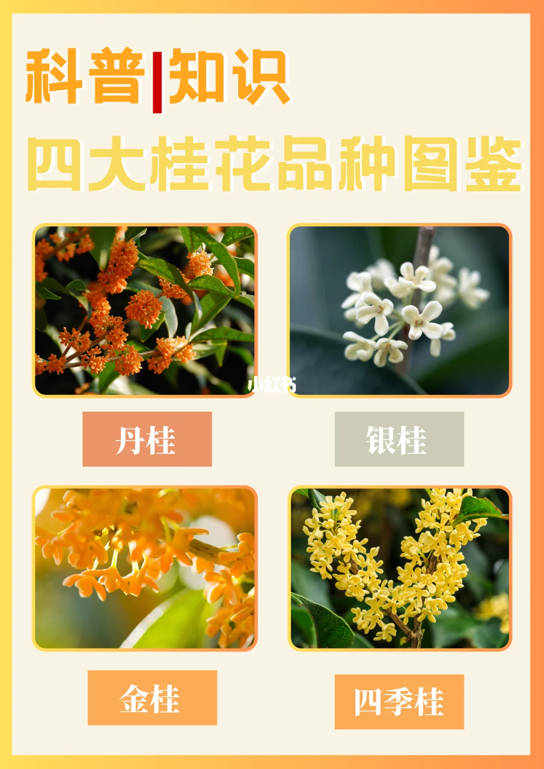 科普知识｜四大桂花品种图鉴