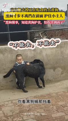 “万物皆有灵”，黑龙江一男孩正想去摸正在吃食的大黄狗，然后黑狗看到后，便寸步不离