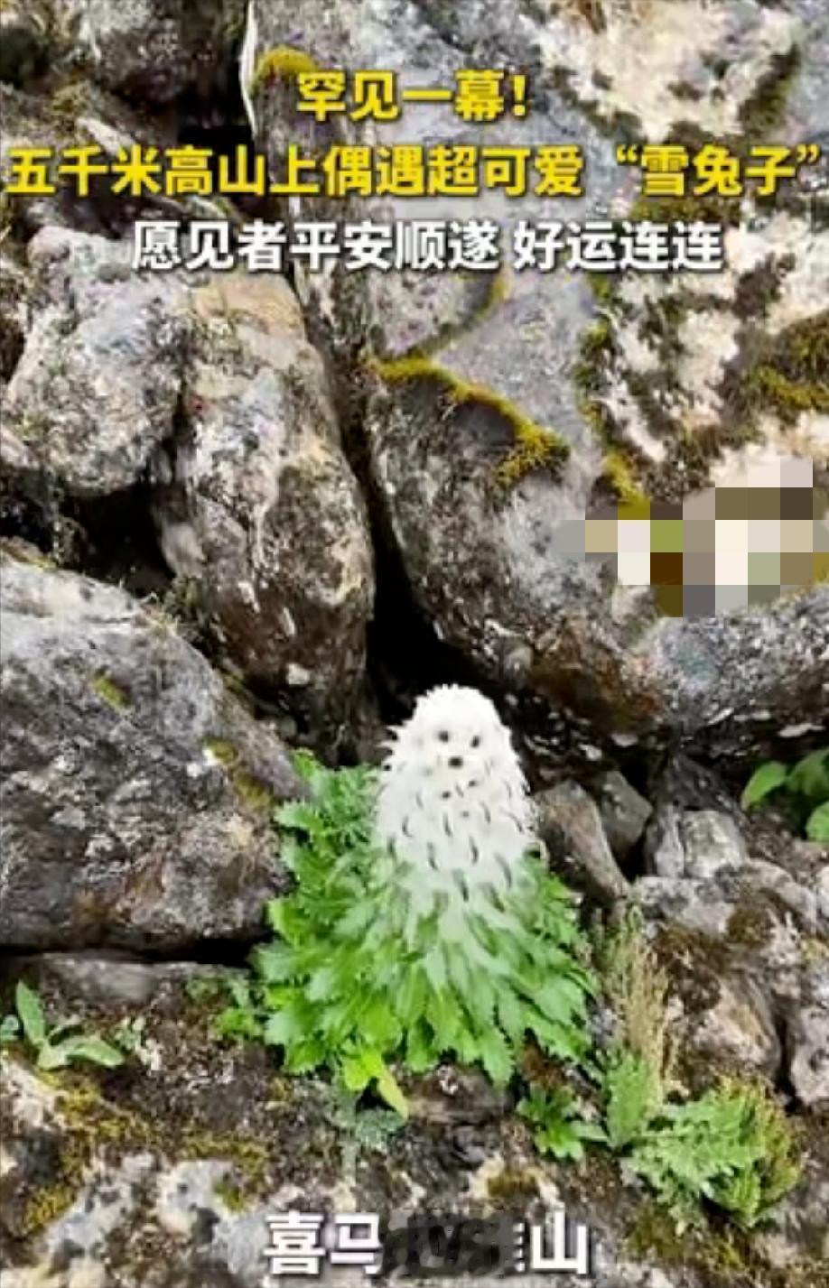 喜马拉雅山的乱石缝里，拍到这罕见一幕！海拔5000米的流石滩，石缝中冒出一团