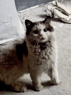 一个寒冷的雨天，一只流浪的布偶猫躲进了一位小姐姐的车库里，准备住那里，可刚来就被