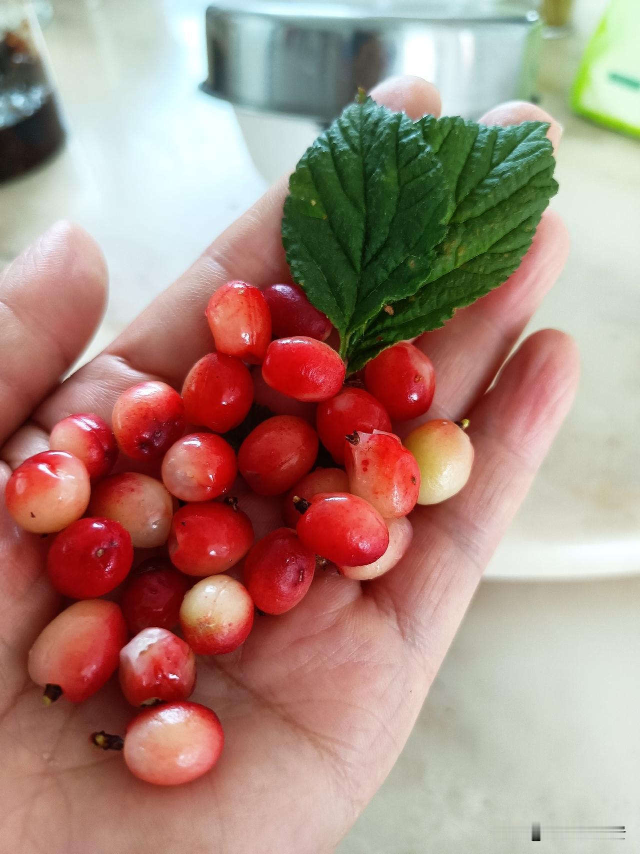 万能的豆包，今天终于解决了我问候过八年无解的答案。菜园里长了一棵树，树干不高