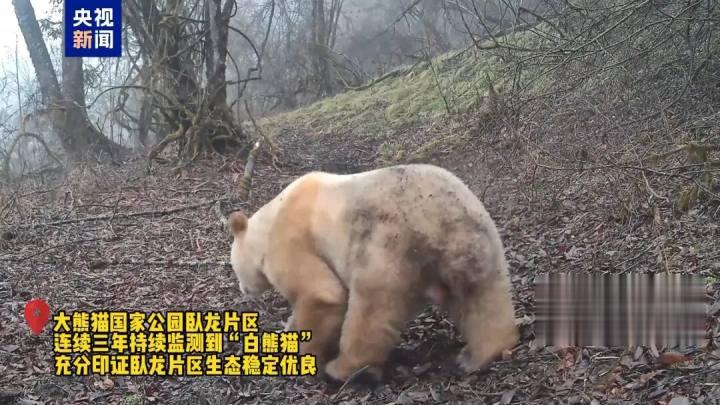 画面极其珍贵: 全球唯一野生白色大熊猫长大了