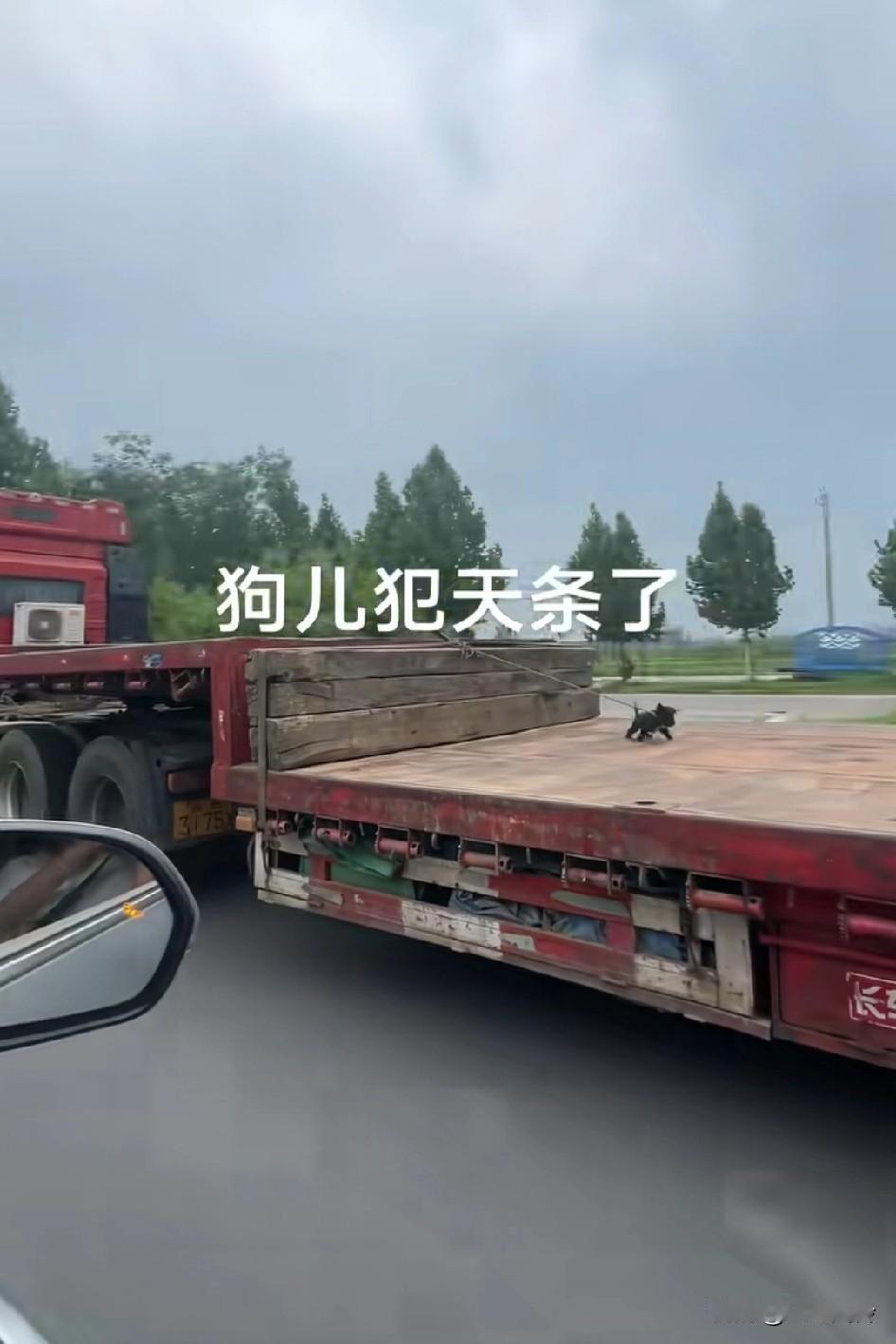 这狗一定是犯了天条了“去年个狗命，我命由我不由天”，小偷偷完油之后还给了小狗